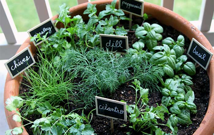 How to Grow Fruit and Vegetables and Salads and Herbs at Home