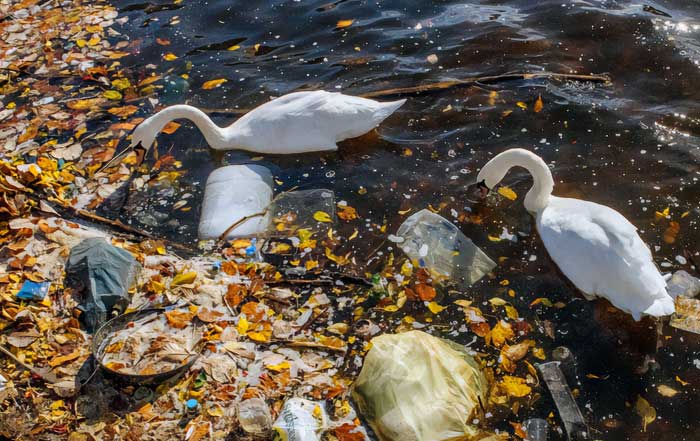 Breaking Free from Plastic A Global Movement Gains Momentum