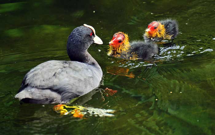 caring for nature a how to guide