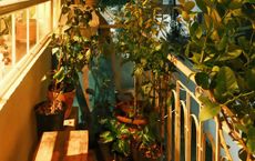 Article Image for Composting in Small Apartments