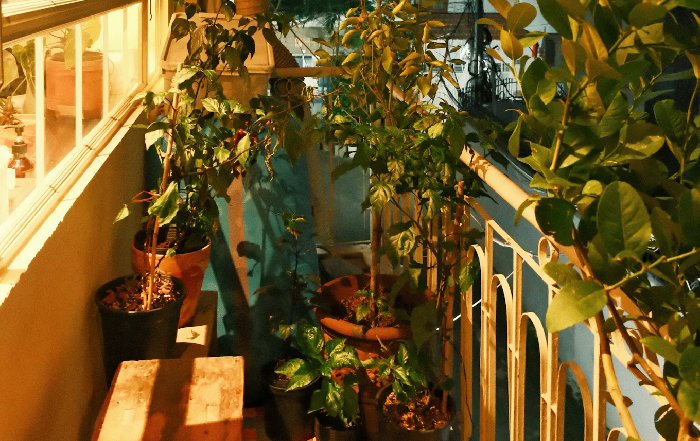 Article Image for Composting in Small Apartments