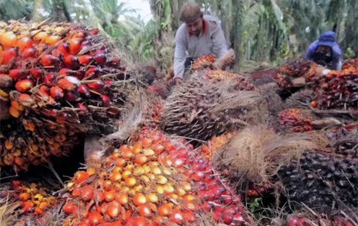 Indonesian Palm Oil A Journey Towards Sustainability in 2024