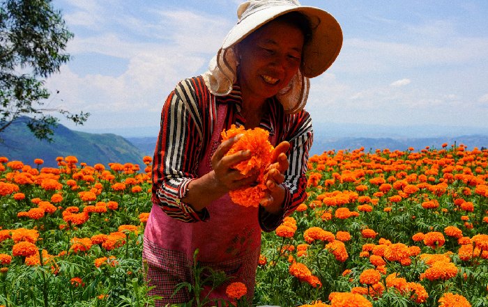 Article Image for Fair Trade and Organic Certification