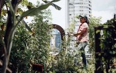 From Rooftop Farms to Vertical Forests Cities Growing Their Own Ecosystems