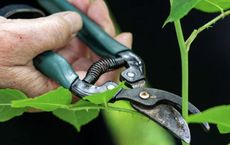 Article Image for How to Choose Sustainable Gardening Tools