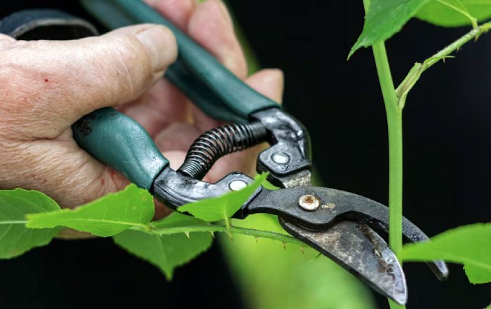 Article Image for How to Choose Sustainable Gardening Tools