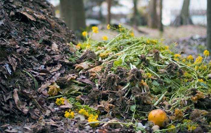 Understanding Compost A Natural Process