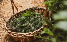 Article Image for How to Grow Your Own Organic Herb Garden