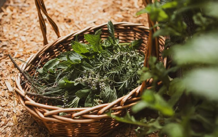 Article Image for How to Grow Your Own Organic Herb Garden