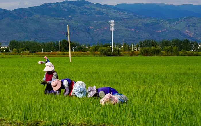 Article Image for How to Support Local Organic Farmers