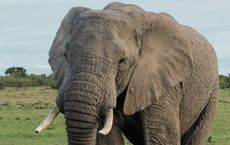 Article Image for Large Mammal Conservation in Africa