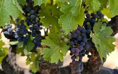 Article Image for Organic Viticulture and Sustainable Wineries