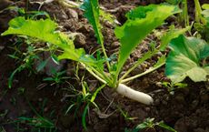Article Image for Regenerative Agriculture Techniques