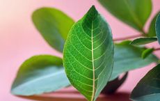 Article Image for Sustainability Certifications for Businesses