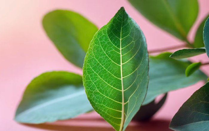 Article Image for Sustainability Certifications for Businesses