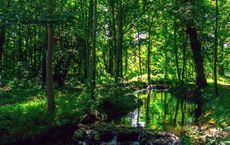 Article Image for The Benefits of Forest Bathing and Nature Connection