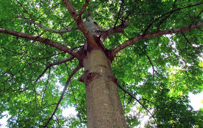 The History of Deforestation vs Benefits of Planting Trees