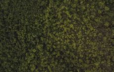 Article Image for The Impact of Deforestation and What You Can Do