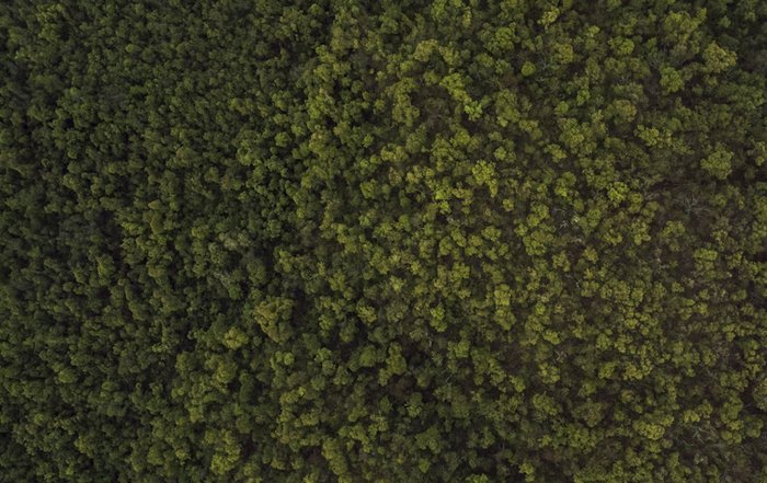 Article Image for The Impact of Deforestation and What You Can Do