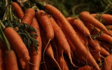 Article Image for The Importance of Soil Health for Organic Farming