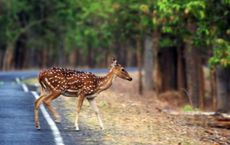 Article Image for The Importance of Wildlife Corridors for Biodiversity