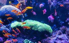 Article Image for The Plight of Coral Reefs Worldwide