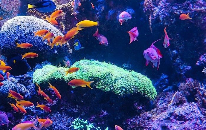 Article Image for The Plight of Coral Reefs Worldwide