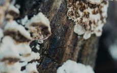 Article Image for The Role of Fungi in Forest Ecosystems