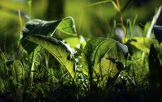 Article Image for The Role of Green Finance in a Sustainable Economy