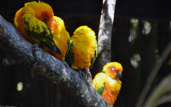 The Top Endangered Species