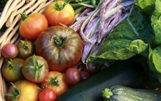 Article Image for Tips for Growing Your Own Organic Vegetables