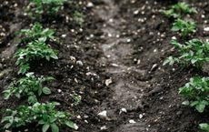 Article Image for Understanding Soil Health and Regenerative Agriculture
