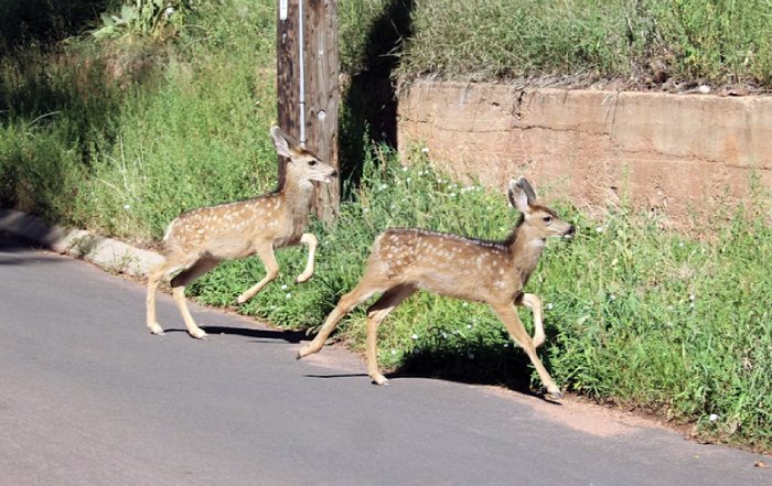 Article Image for Ways to Support Local Wildlife in Urban Areas