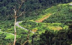 Article Image for Ways to Support Reforestation Projects