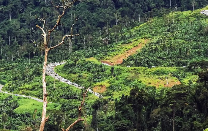 Article Image for Ways to Support Reforestation Projects