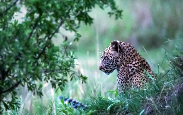 Article Image for Ways to Support Wildlife Conservation Globally